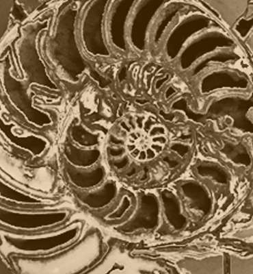 spiral ammonite